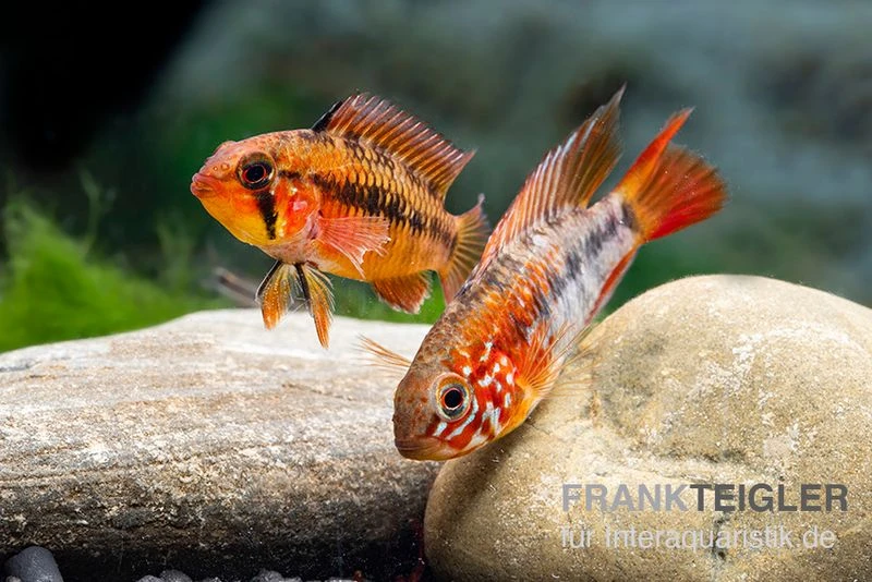 Villavicencio-Zwergbuntbarsch "Red Mask", Apistogramma Macmasteri Red Mask, Paarweise 4 Villavicencio-Zwergbuntbarsch "Red Mask", Apistogramma Macmasteri Red Mask, Paarweise - Image 2