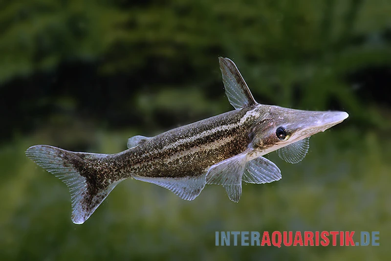 Vittatus-Wels, Ageneiosus Vittatus 3 Vittatus-Wels, Ageneiosus Vittatus