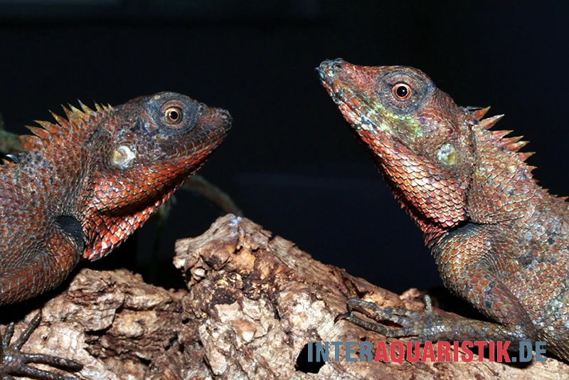 Waldgarteneidechse, Calotes Emma 3 Waldgarteneidechse, Calotes Emma