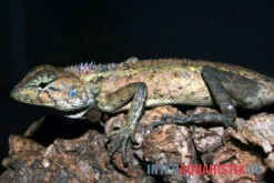 Waldgarteneidechse, Calotes Emma 7 Waldgarteneidechse, Calotes Emma -AQUATLATI Geschaft Waldgarteneidechse Calotes emma2