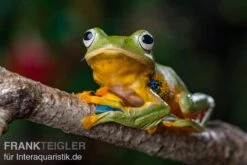 Wallace-Flugfrosch, Rhacophorus Nigropalmatus -AQUATLATI Geschaft Wallace Flugfrosch Racophorus nigropalmatus 3