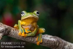 Wallace-Flugfrosch, Rhacophorus Nigropalmatus -AQUATLATI Geschaft Wallace Flugfrosch Racophorus nigropalmatus 4