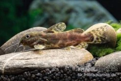 Waterlots Fiederbartwels, Synodontis Waterloti -AQUATLATI Geschaft Waterlots Fiederbartwels Synodontis waterloti neu 1