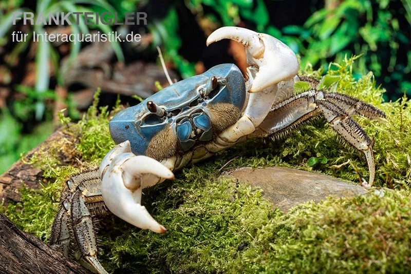 Weihnachtsinsel-Krabbe, Discoplax Celeste 3 Weihnachtsinsel-Krabbe, Discoplax Celeste