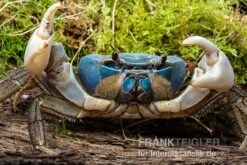 Weihnachtsinsel-Krabbe, Discoplax Celeste 10 Weihnachtsinsel-Krabbe, Discoplax Celeste -AQUATLATI Geschaft Weihnachtsinsel Krabbe Discoplax celeste 3