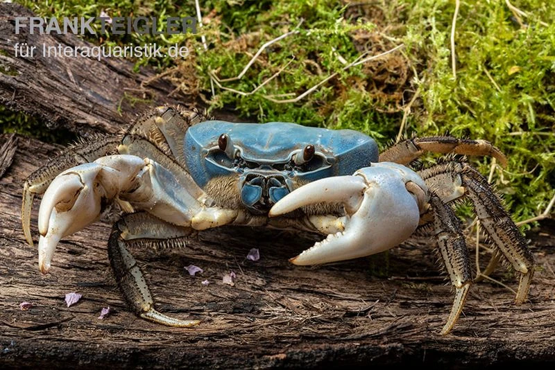 Weihnachtsinsel-Krabbe, Discoplax Celeste 6 Weihnachtsinsel-Krabbe, Discoplax Celeste – Bild 4