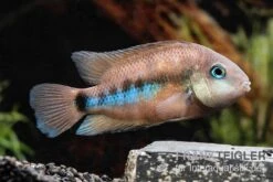 Weinrotflossiger Buntbarsch, Cryptoheros Cutteri -AQUATLATI Geschaft Weinrotflossiger Buntbarsch Cryptoheros cutteri 3