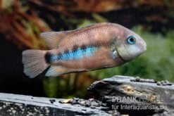 Weinrotflossiger Buntbarsch, Cryptoheros Cutteri -AQUATLATI Geschaft Weinrotflossiger Buntbarsch Cryptoheros cutteri 4