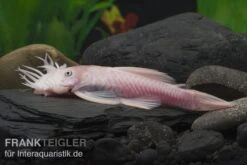 Weißer Antennenwels, Ancistrus Sp. Weiß (Black Eyes)