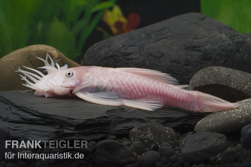 Weißer Antennenwels, Ancistrus Sp. Weiß (Black Eyes) 3 Weißer Antennenwels, Ancistrus Sp. Weiß (Black Eyes)
