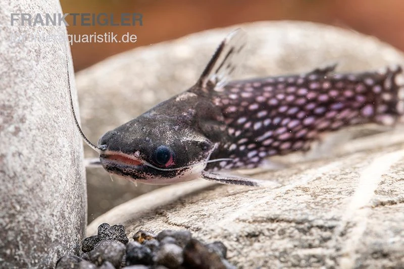 Weißpunkt-Trugdornwels, Tatia Intermedia 7 Weißpunkt-Trugdornwels, Tatia Intermedia - Image 5