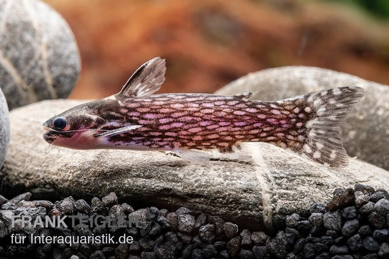 Weißpunkt-Trugdornwels, Tatia Intermedia 6 Weißpunkt-Trugdornwels, Tatia Intermedia - Image 4