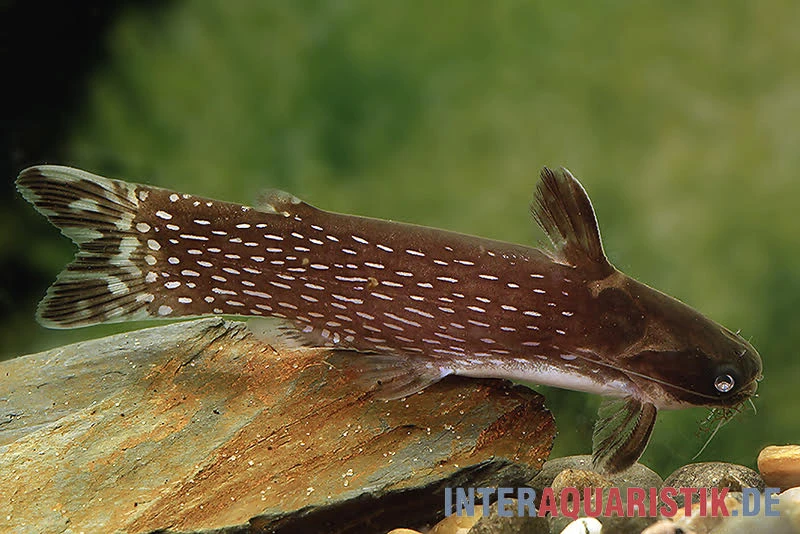 Weißpunkt-Trugdornwels, Tatia Intermedia 3 Weißpunkt-Trugdornwels, Tatia Intermedia