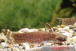 Weißpunkt-Trugdornwels, Tatia Intermedia 9 Weißpunkt-Trugdornwels, Tatia Intermedia -AQUATLATI Geschaft Weisspunkt Trugdornwels Tatia intermedia neu 2