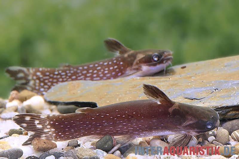 Weißpunkt-Trugdornwels, Tatia Intermedia 4 Weißpunkt-Trugdornwels, Tatia Intermedia - Image 2