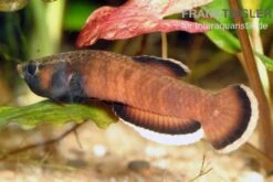 Weißsaum-Zwergkampffisch, Betta Albimarginata