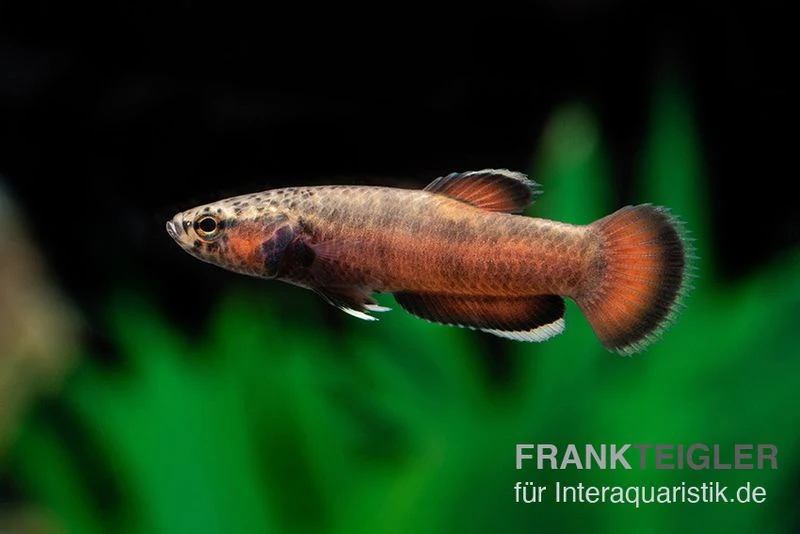 Weißsaum-Zwergkampffisch "Sebuku", Betta Albimarginata "Sebuku" 3 Weißsaum-Zwergkampffisch "Sebuku", Betta Albimarginata "Sebuku"