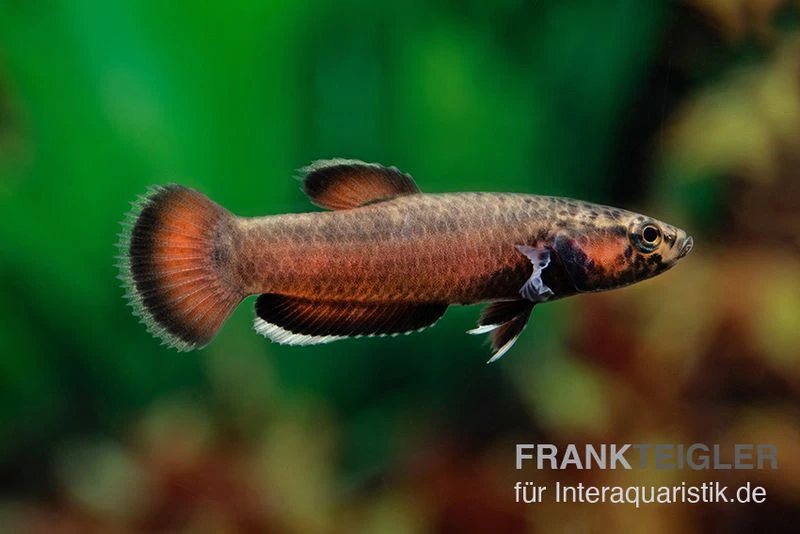 Weißsaum-Zwergkampffisch "Sebuku", Betta Albimarginata "Sebuku" 4 Weißsaum-Zwergkampffisch "Sebuku", Betta Albimarginata "Sebuku" - Image 2