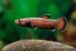 Weißsaum-Zwergkampffisch "Sebuku", Betta Albimarginata "Sebuku" 9 Weißsaum-Zwergkampffisch "Sebuku", Betta Albimarginata "Sebuku" -AQUATLATI Geschaft Weisssaum Zwergkampffisch Sebuku Betta albimarginata Sebuku 3