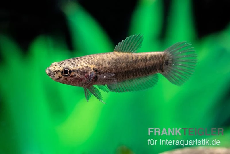 Weißsaum-Zwergkampffisch "Sebuku", Betta Albimarginata "Sebuku" 6 Weißsaum-Zwergkampffisch "Sebuku", Betta Albimarginata "Sebuku" - Image 4