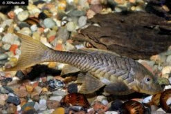Wels L152 Orinoko-Tannenzapfenwels, Pseudorinelepis Genibarbis -AQUATLATI Geschaft Wels L 152 Orinoko Tannenzapfenwels Pseudorinelepis genibarbis 3
