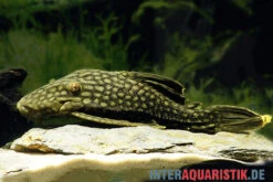 Wels L 330 Panaque Spec -AQUATLATI Geschaft Wels L 330 Panaque spec neu 2