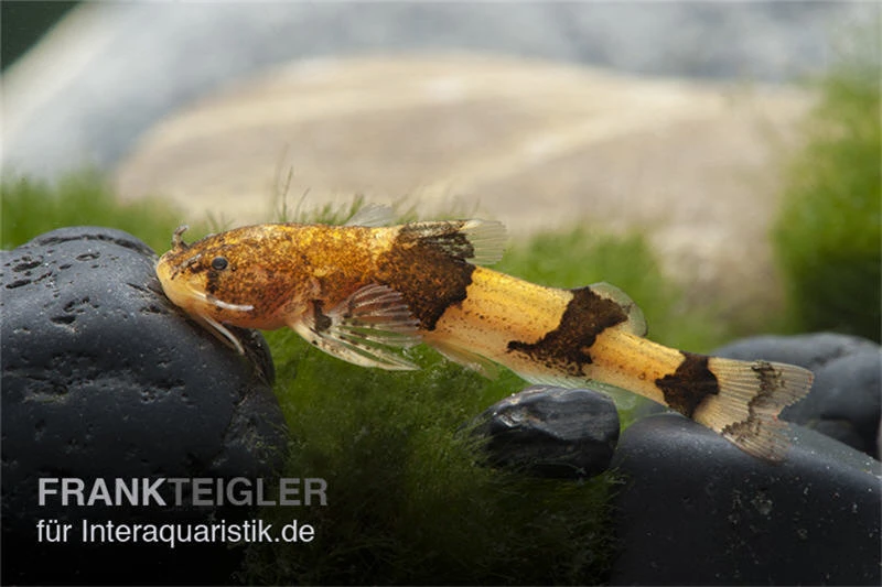 Wespenwels, Akysis Vespa 3 Wespenwels, Akysis Vespa