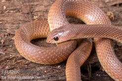 Westafrikanische Schnabelnasennatter, Rhamphiophis Oxyrhynchus -AQUATLATI Geschaft Westafrikanische Schnabelnasennatter Rhamphiophis oxyrhynchus 2