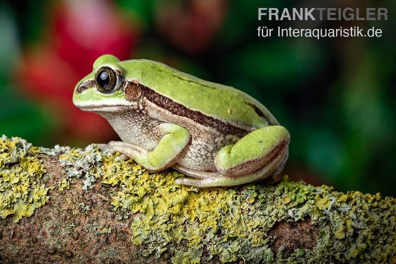 Westkamerun-Waldfrosch, Leptopelis Nordequatoriali 4 Westkamerun-Waldfrosch, Leptopelis Nordequatoriali – Bild 2