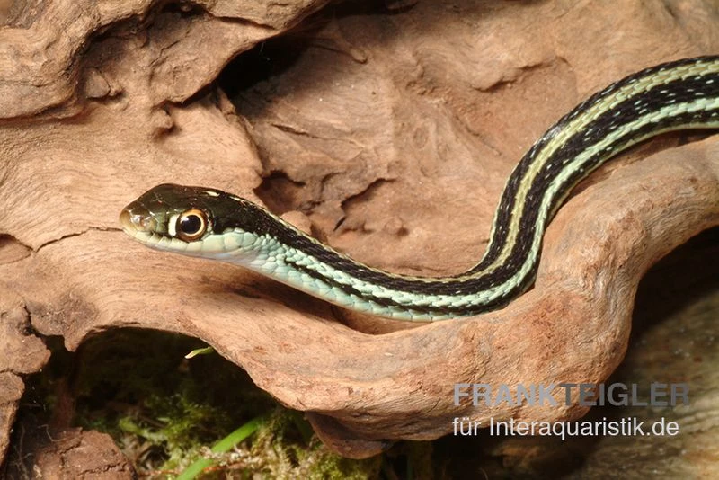 Westliche Bändernatter, Thamnophis Proximus 3 Westliche Bändernatter, Thamnophis Proximus