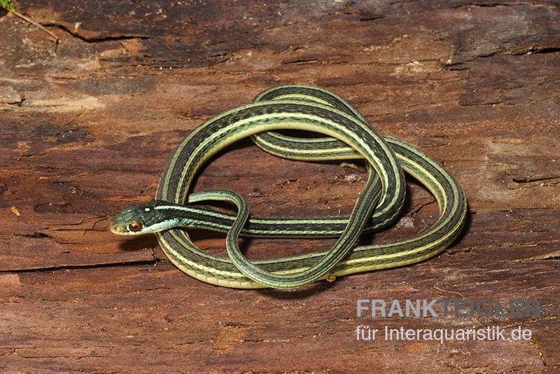 Westliche Bändernatter, Thamnophis Proximus 4 Westliche Bändernatter, Thamnophis Proximus – Bild 2