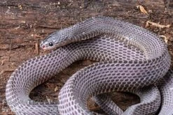 Westliche Wald-Feilenschlange, Mehelya Poensis -AQUATLATI Geschaft Westliche Wald Feilenschlange Mehelya poensis 5