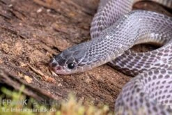 Westliche Wald-Feilenschlange, Mehelya Poensis -AQUATLATI Geschaft Westliche Wald Feilenschlange Mehelya poensis 6
