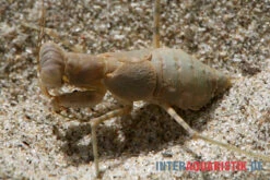 Wüstenmantis, Eremiaphila Nilotica -AQUATLATI Geschaft Wuestenmantis Eremiaphila nilotica 3