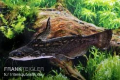 Wurzelwels, Trachelyopterus Fisheri