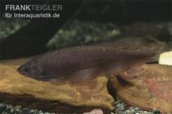 Afrikanischer Messerfisch, Xenomystus Nigri -AQUATLATI Geschaft Xenomystus nigri Afrikanischer Messerfisch 1