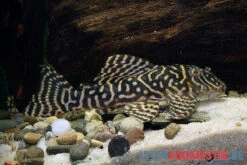 Yellow Zebra Catfish, L401, Hypancistrus Sp. -AQUATLATI Geschaft Yellow Zebra Catfish L401 Hypancistrus sp 3