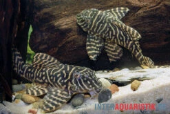 Yellow Zebra Catfish, L401, Hypancistrus Sp. -AQUATLATI Geschaft Yellow Zebra Catfish L401 Hypancistrus sp 4
