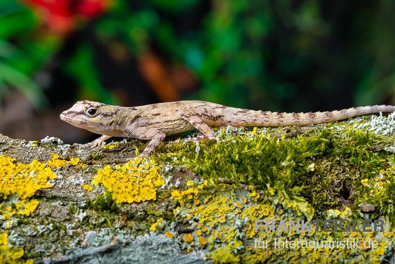 Zaunanolis, Anolis Distichus 3 Zaunanolis, Anolis Distichus