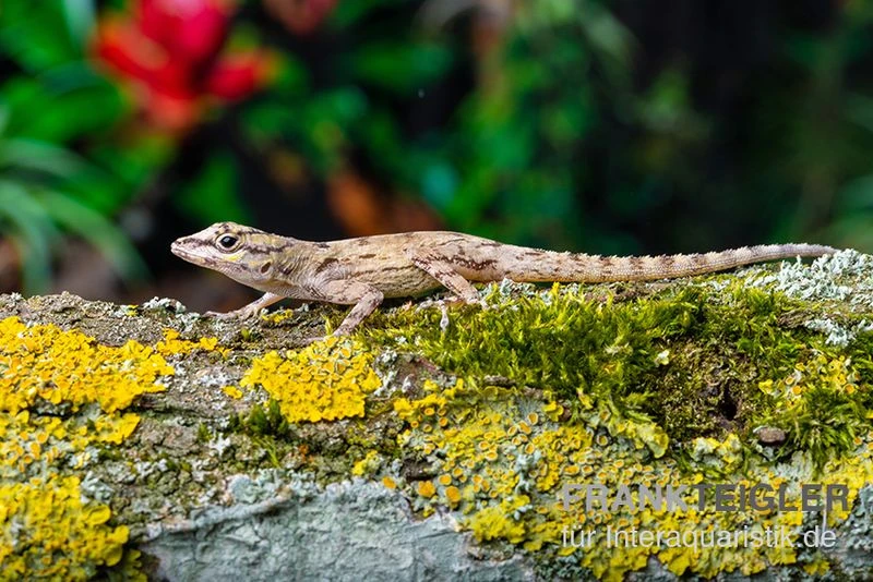 Zaunanolis, Anolis Distichus 4 Zaunanolis, Anolis Distichus – Bild 2