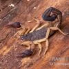 Zentralamerikanischer Bark-Skorpion, Centruroides Margaritatus 1 Zentralamerikanischer Bark-Skorpion, Centruroides Margaritatus -AQUATLATI Geschaft Zentralamerikanischer Bark Skorpion Centruroides margaritatus 1