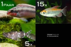 Zierfisch-Sortiment Afrika Ab 120 Cm