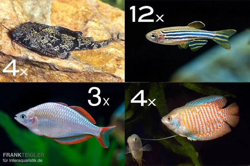 Zierfisch-Sortiment Asien Für 100 Cm 3 Zierfisch-Sortiment Asien Für 100 Cm