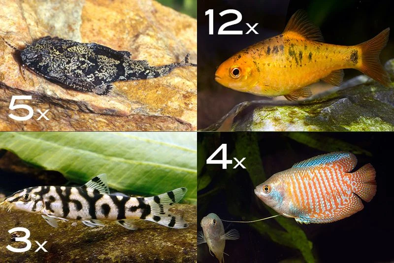 Zierfisch-Sortiment Asien Für 120 Cm 3 Zierfisch-Sortiment Asien Für 120 Cm