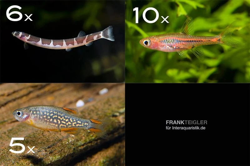 Zierfisch-Sortiment Asien Für 60 Cm 3 Zierfisch-Sortiment Asien Für 60 Cm