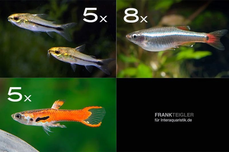 Zierfisch-Sortiment Hartwasser Für 60 Cm 3 Zierfisch-Sortiment Hartwasser Für 60 Cm