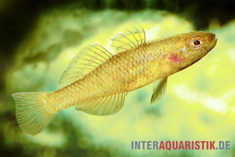 Zitronengrundel, Mugilogobius Rexi (Minifisch) 3 Zitronengrundel, Mugilogobius Rexi (Minifisch)