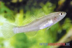 Zitronengrundel, Mugilogobius Rexi (Minifisch) 7 Zitronengrundel, Mugilogobius Rexi (Minifisch) -AQUATLATI Geschaft Zitronengrundel 1 Paar Mugilogobius rexi Minifisch 2