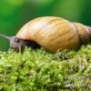 Zwerg-Achatschnecke, Archachatina Papyracea 1 Zwerg-Achatschnecke, Archachatina Papyracea -AQUATLATI Geschaft Zwerg Achatschnecke Archachatina papyracea 1