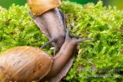 Zwerg-Achatschnecke, Archachatina Papyracea -AQUATLATI Geschaft Zwerg Achatschnecke Archachatina papyracea 3